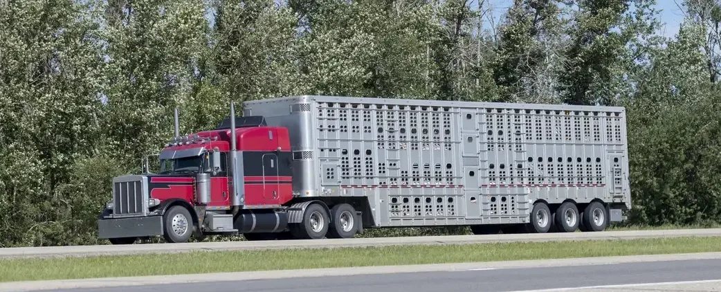 Livestock Truck Insurance: Essential Coverage for Animal Transportation Businesses